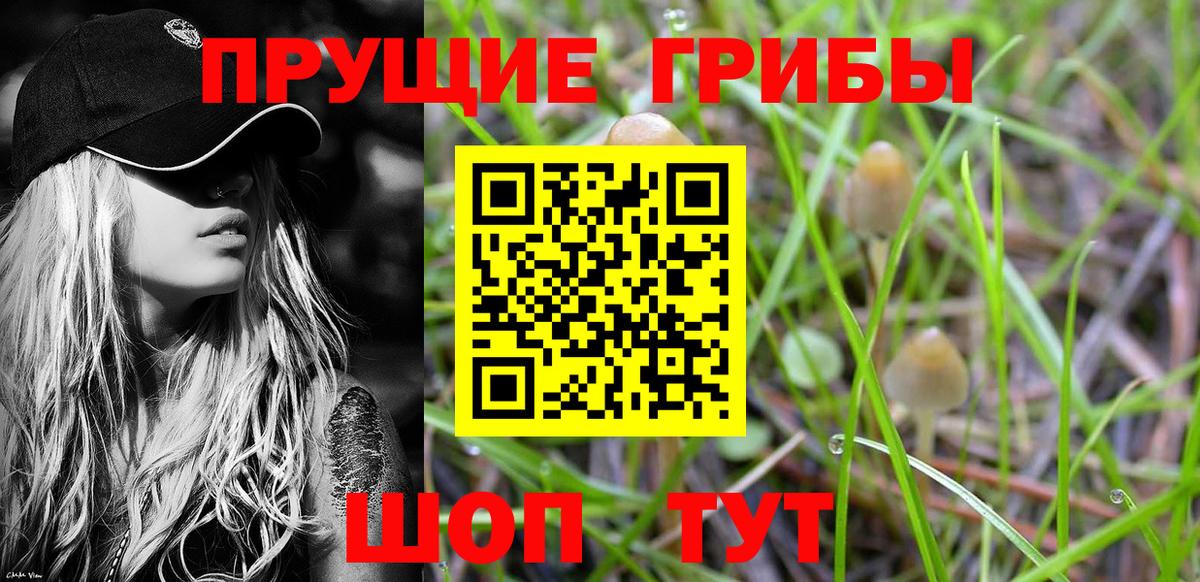 Галлюциногенные грибы Psilocybine cubensis Кудымкар